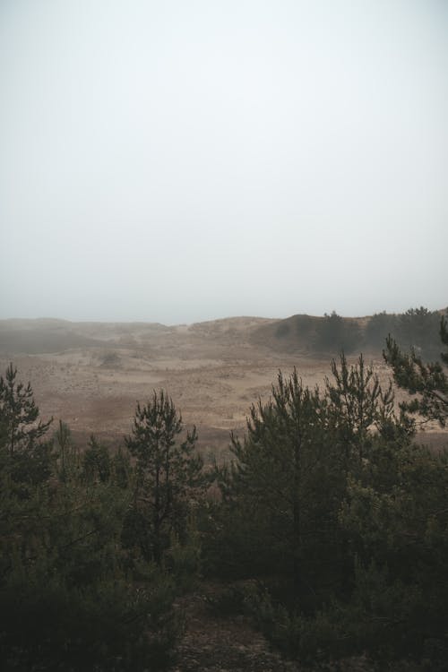 Immagine gratuita di alberi, natura, nebbia