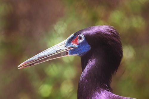 Portrait of a Crane Bird 