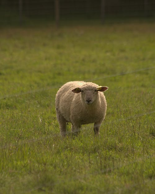 Ilmainen kuvapankkikuva tunnisteilla eläinkuvaus, kenttä, lammas