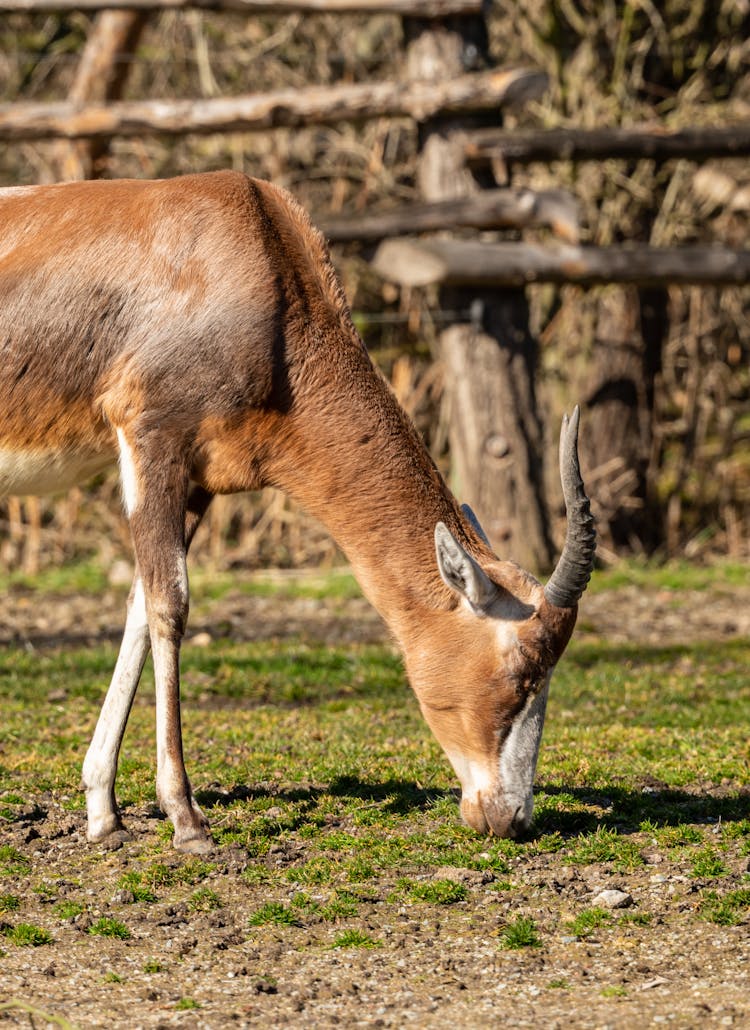 Close Up Of Eating Antelope