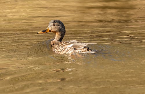 Duck in Water