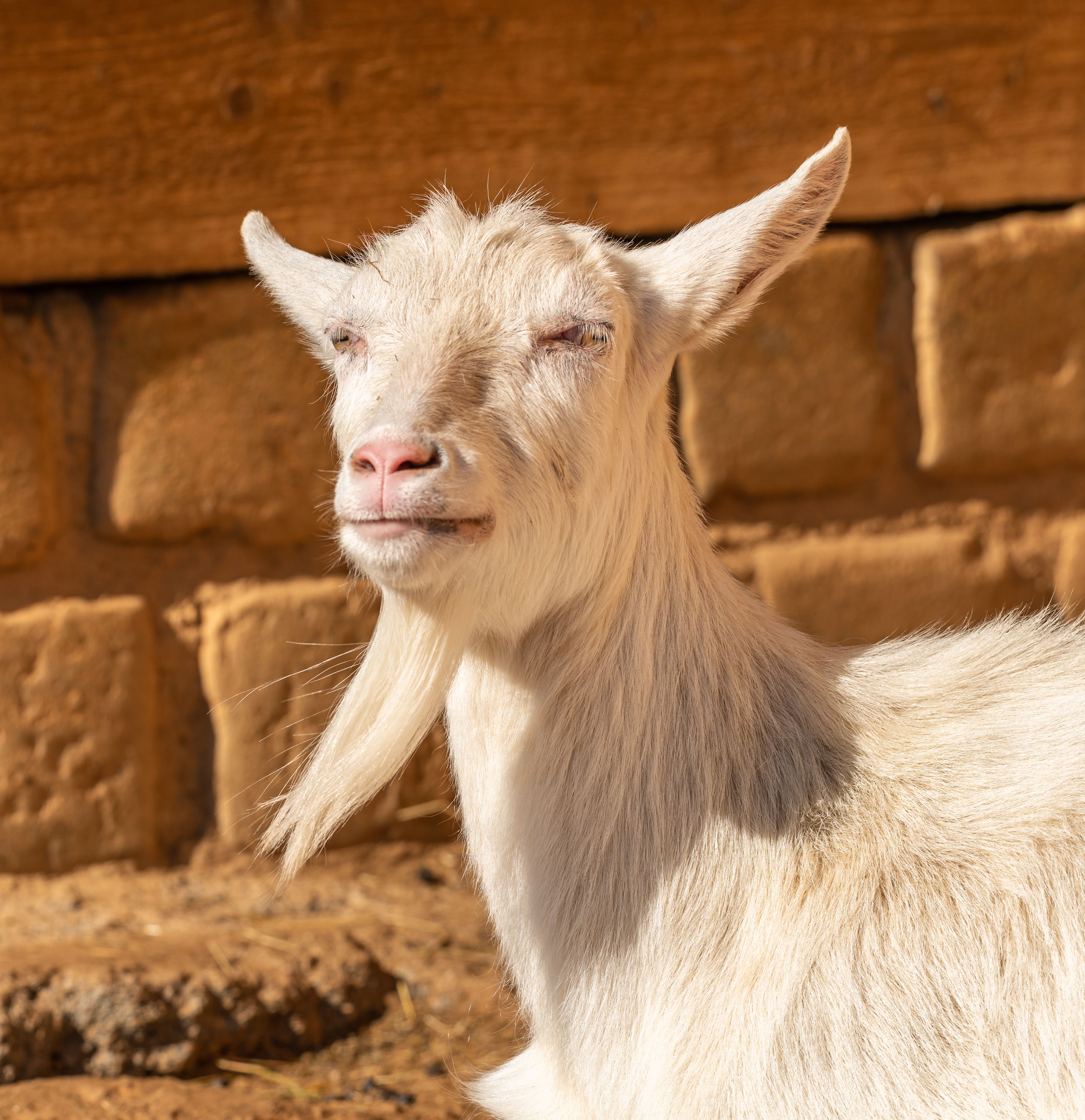 Charming goat enjoying sunlight in a rustic farmyard setting. Ideal for agriculture and livestock themes.