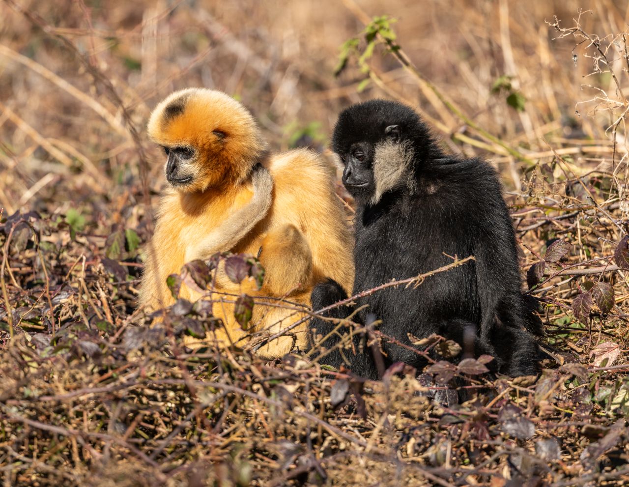 two golden cheeked gibbons sitting amidst the foliage showcasing wildl