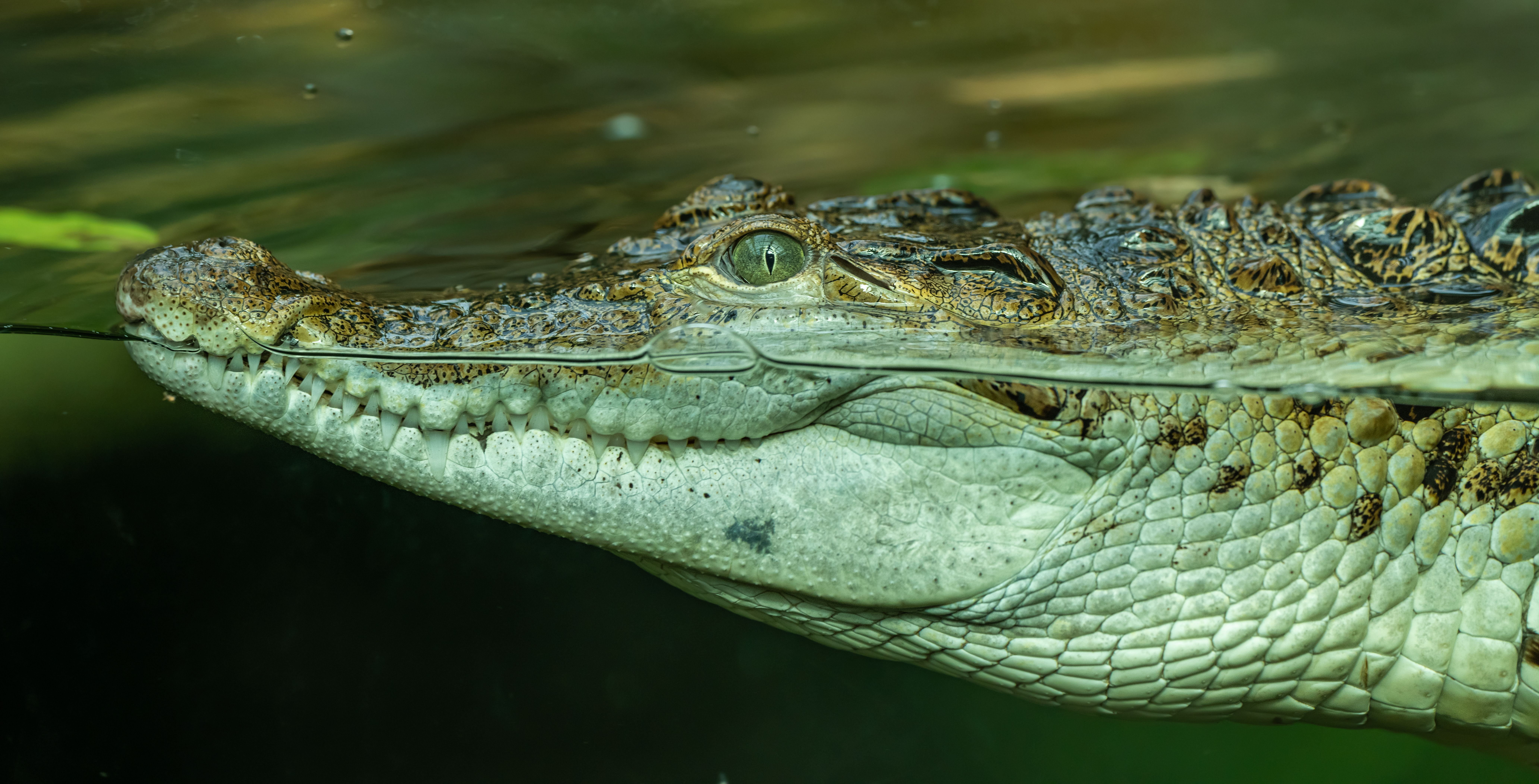 aquatic animals need survive
