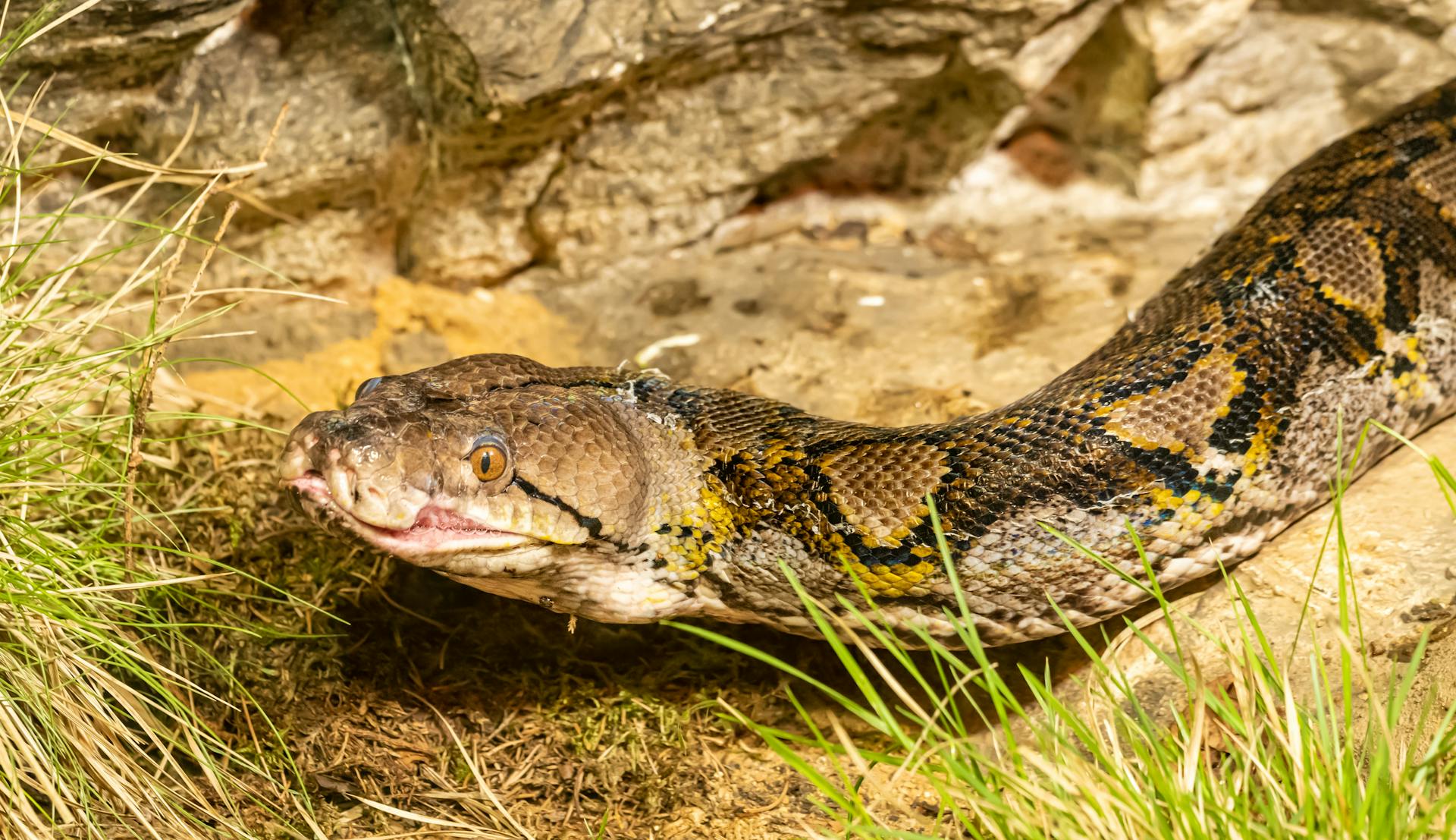 A reticulated python lying on the ground, showcasing its intricate patterns and scales.