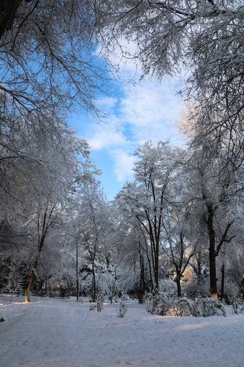 肖像画, 雪の無料の写真素材