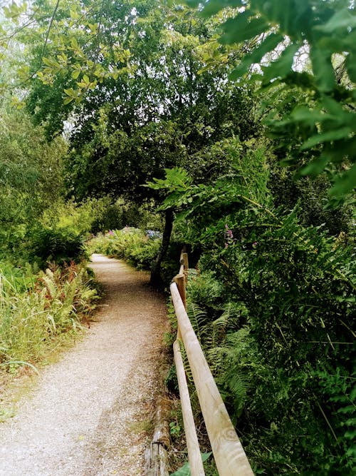 A Pathway in Green Bushes 