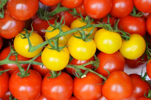 Close-up of a Branch of Yellow Tomatoes Lying among Red Tomatoes