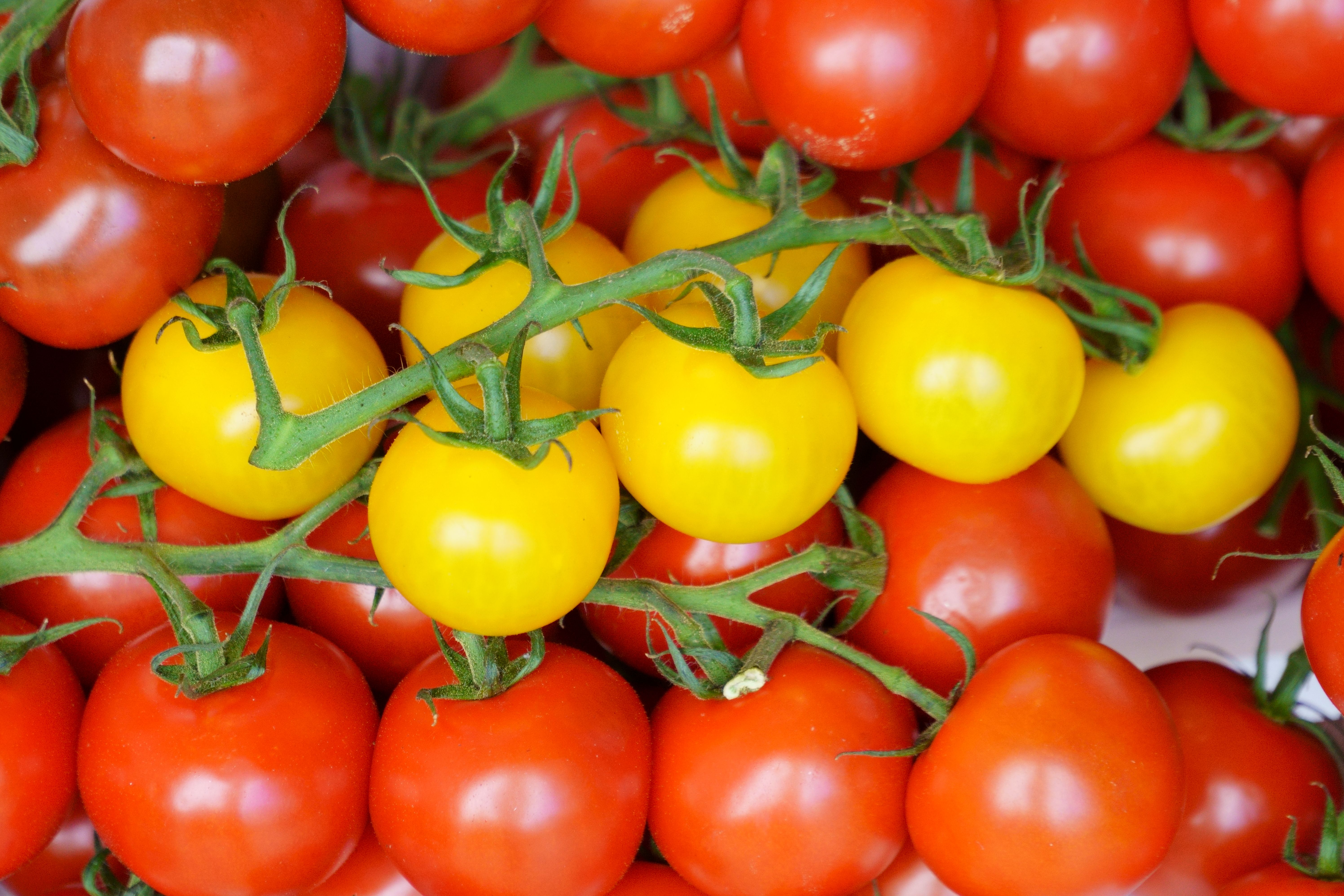 A bunch of tomatoes with yellow and red ones · Free Stock Photo