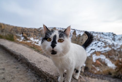 冬季, 冷, 動物攝影 的 免費圖庫相片