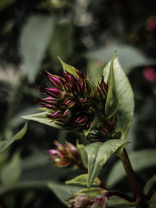 Free stock photo of biology, bloom, blooming Stock Photo
