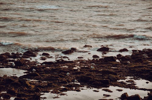 カモメ, ビーチ, 岸の無料の写真素材