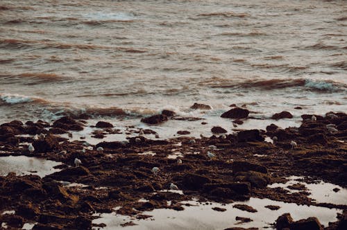 View of Seagulls Standing on a Beach 