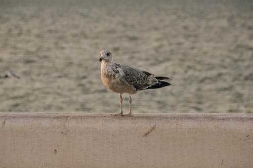 Close-up of a Seagull Sitting on a Concrete Wall on a Beach 