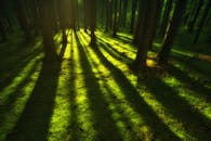 阳光在苔藓覆盖的地面上投下戏剧性的阴影，构成了迷人的森林场景