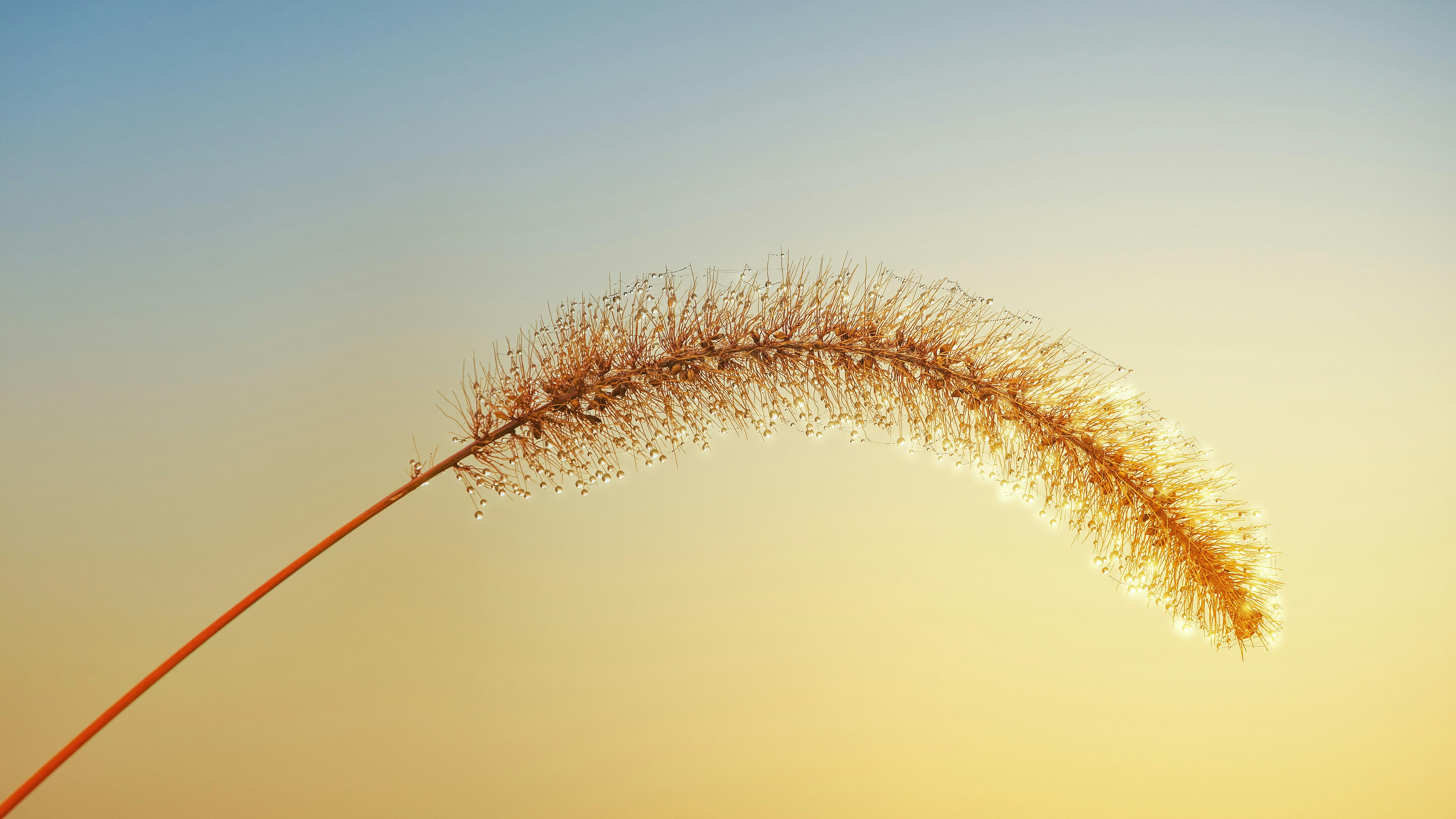 selective focus photo of brown grass