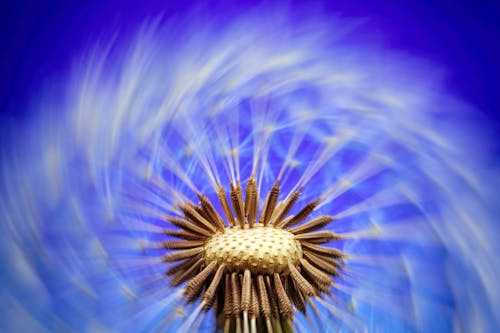 Dandelion 