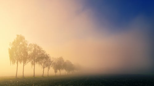 Kostenlos Nebel über Bäumen Stock-Foto