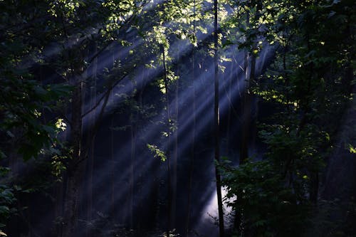 Fotos de stock gratuitas de bosque, luz del sol, mágico