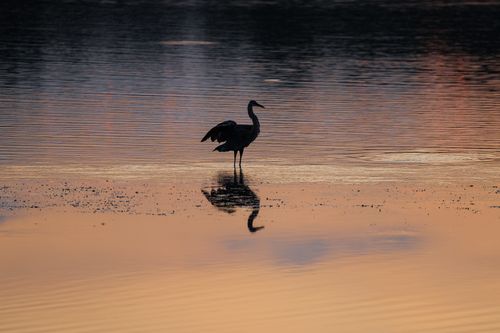 Free A heron stands gracefully in a lake during a vibrant sunset, creating a captivating silhouette against the warm sky. Stock Photo