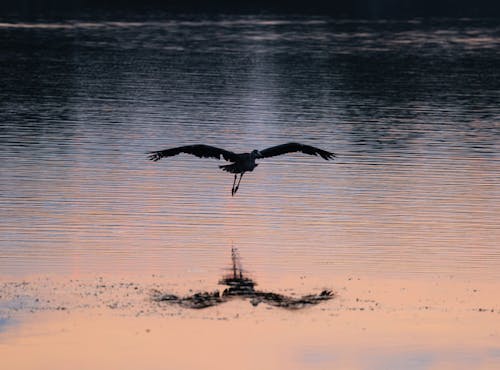 Foto profissional grátis de água, corrente, garça