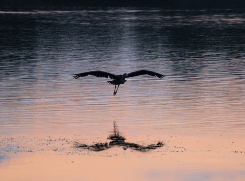 Free A heron flies over a tranquil lake in Stamford, CT, reflecting sunset hues. Stock Photo