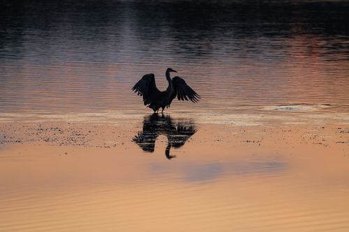 Free A majestic great blue heron silhouetted against a vibrant sunset on a serene lake in Stamford, CT. Stock Photo