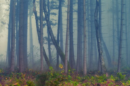雾包围的森林