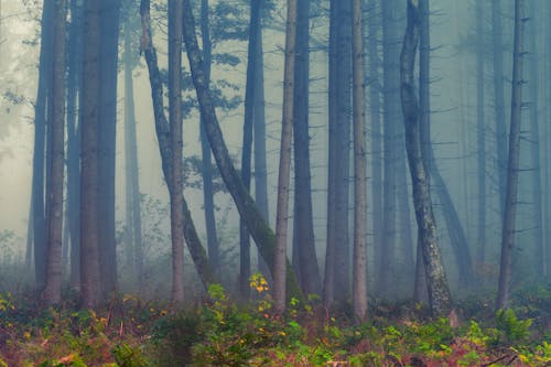 Bos Omringd Door Mist