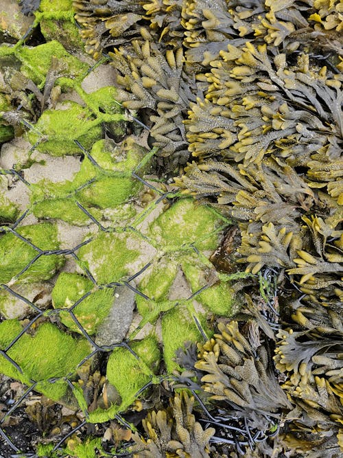 Free stock photo of seaweeds