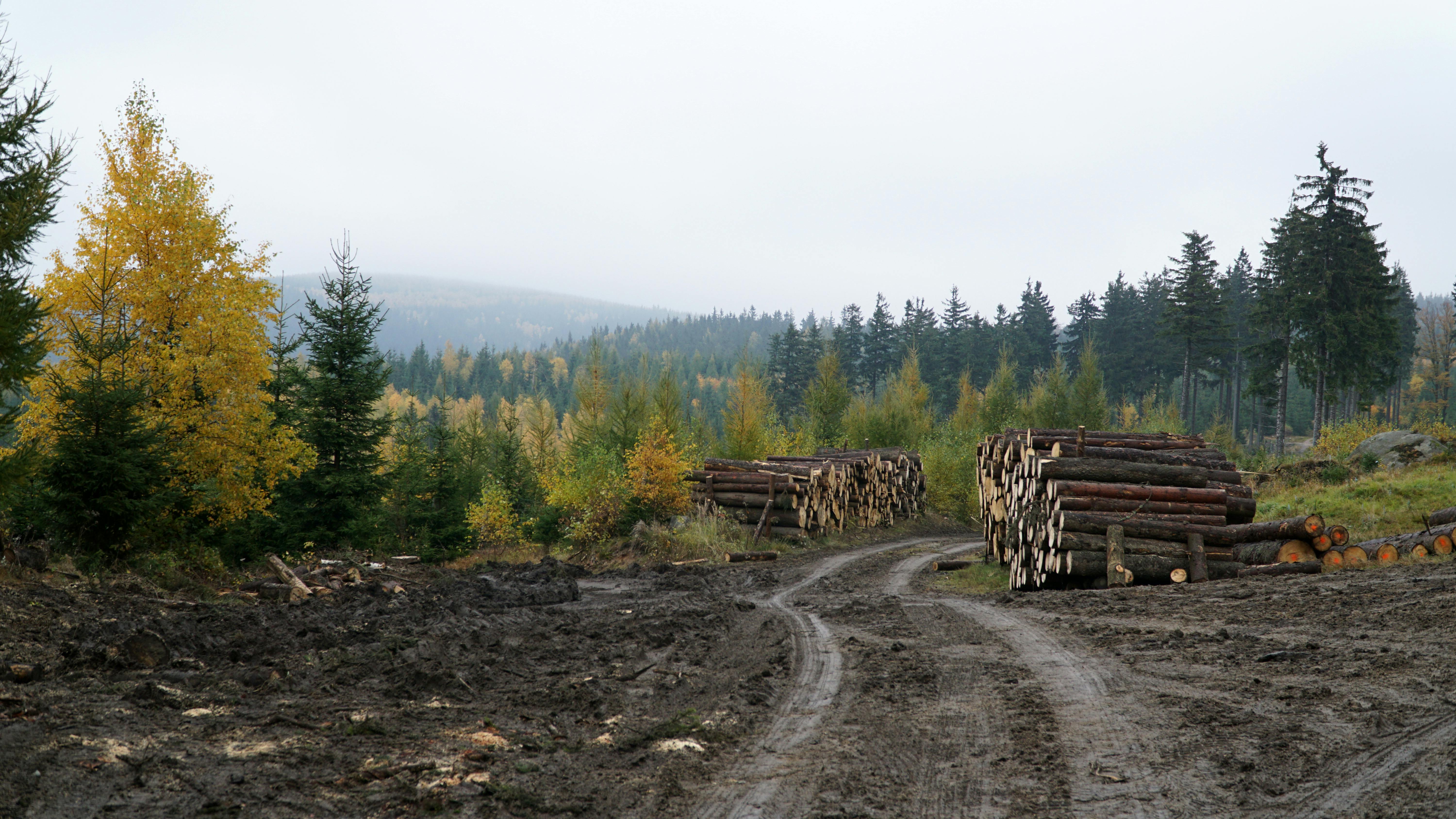 logs are stacked on a dirt road in the forest