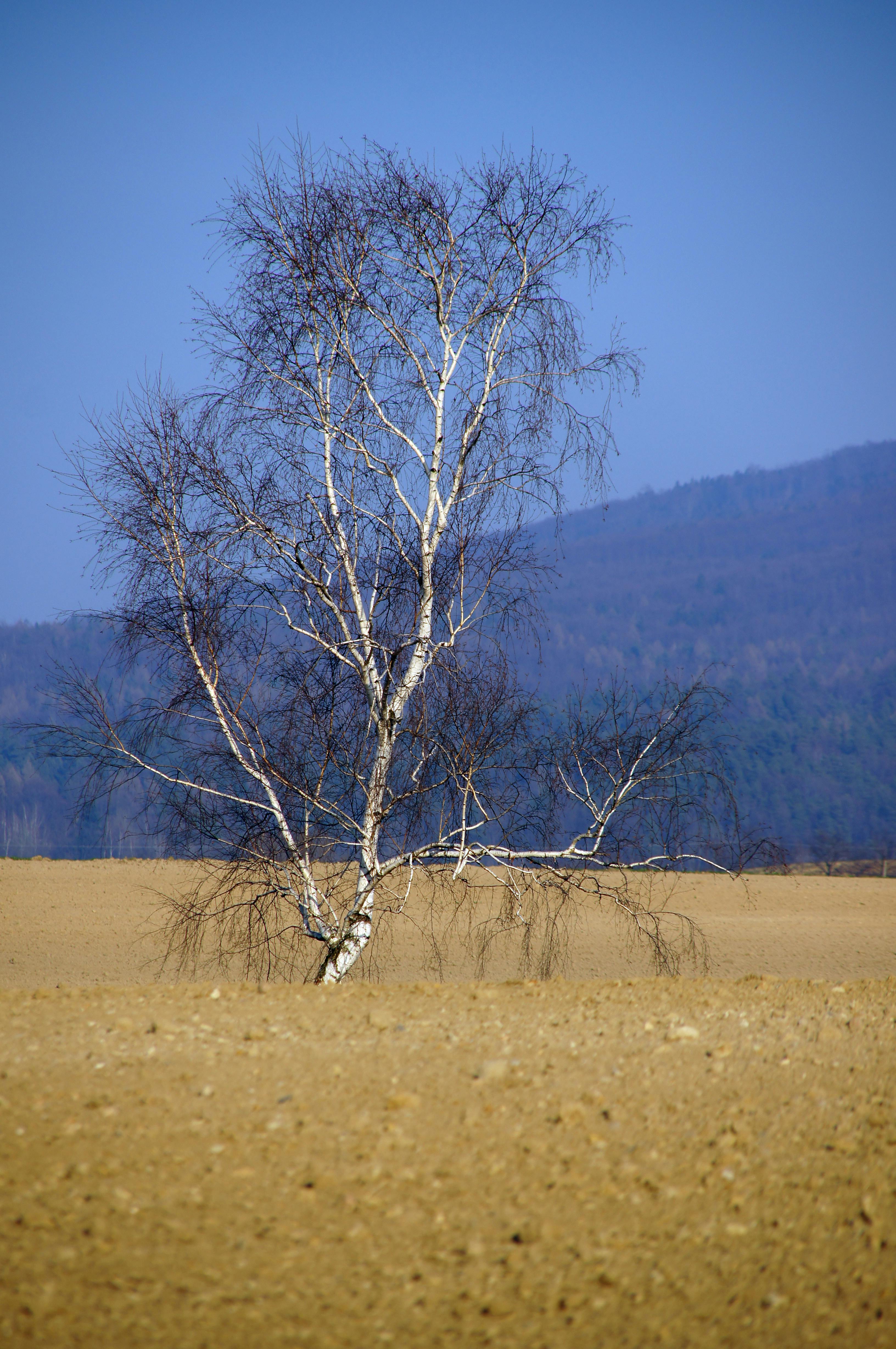A lone tree in a barren field with mountains in the background · Free