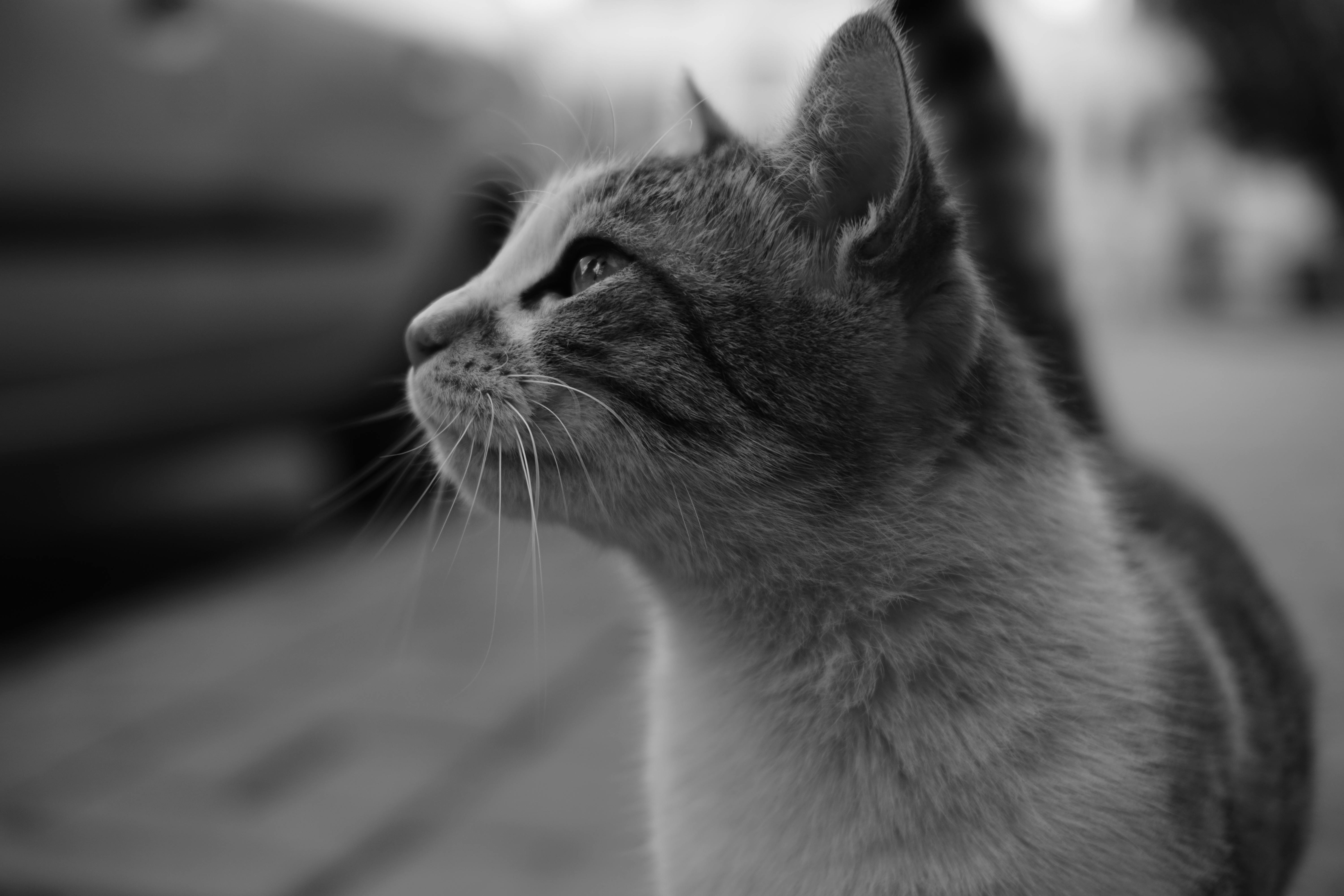 Free Artistic black and white close-up of a cat showcasing its whiskers and thoughtful expression. Stock Photo