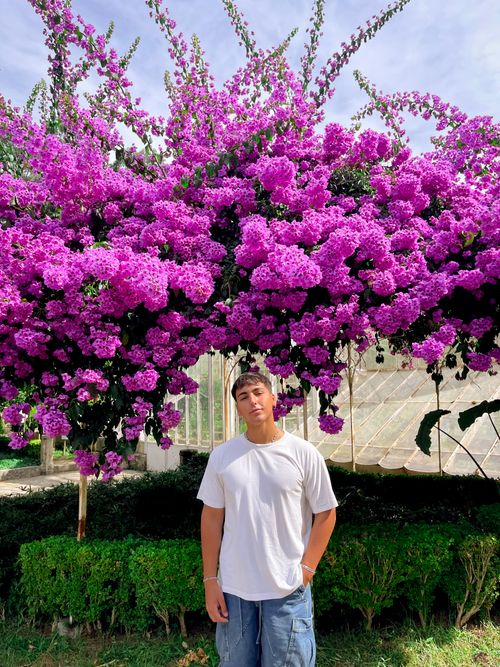 Free A man stands under a lush bougainvillea in full bloom, showcasing vibrant purple hues in a serene garden setting. Stock Photo