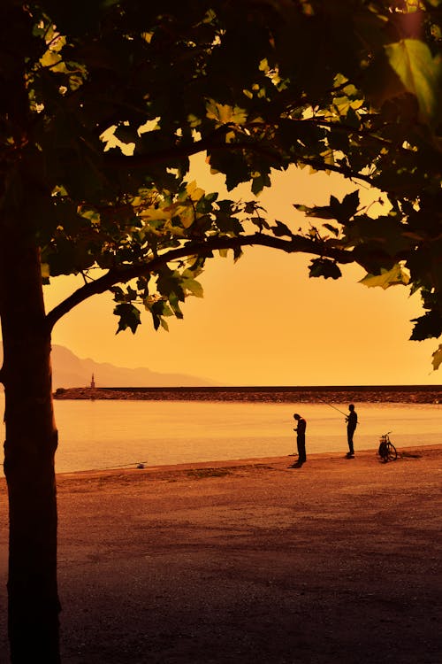 Gratis stockfoto met avond, bomen, gebied met water