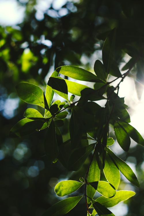 Free Vibrant green leaves in sunlight create a tranquil forest ambiance. Stock Photo