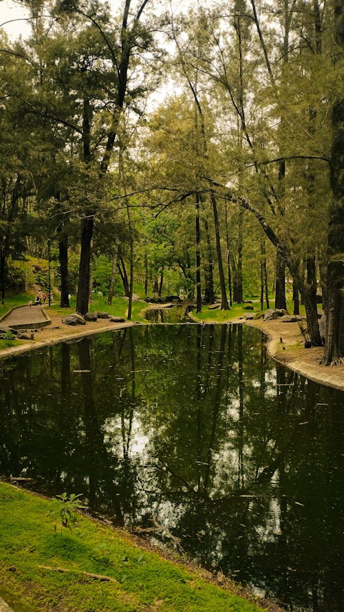 Foto profissional grátis de árvores, flora, meio ambiente