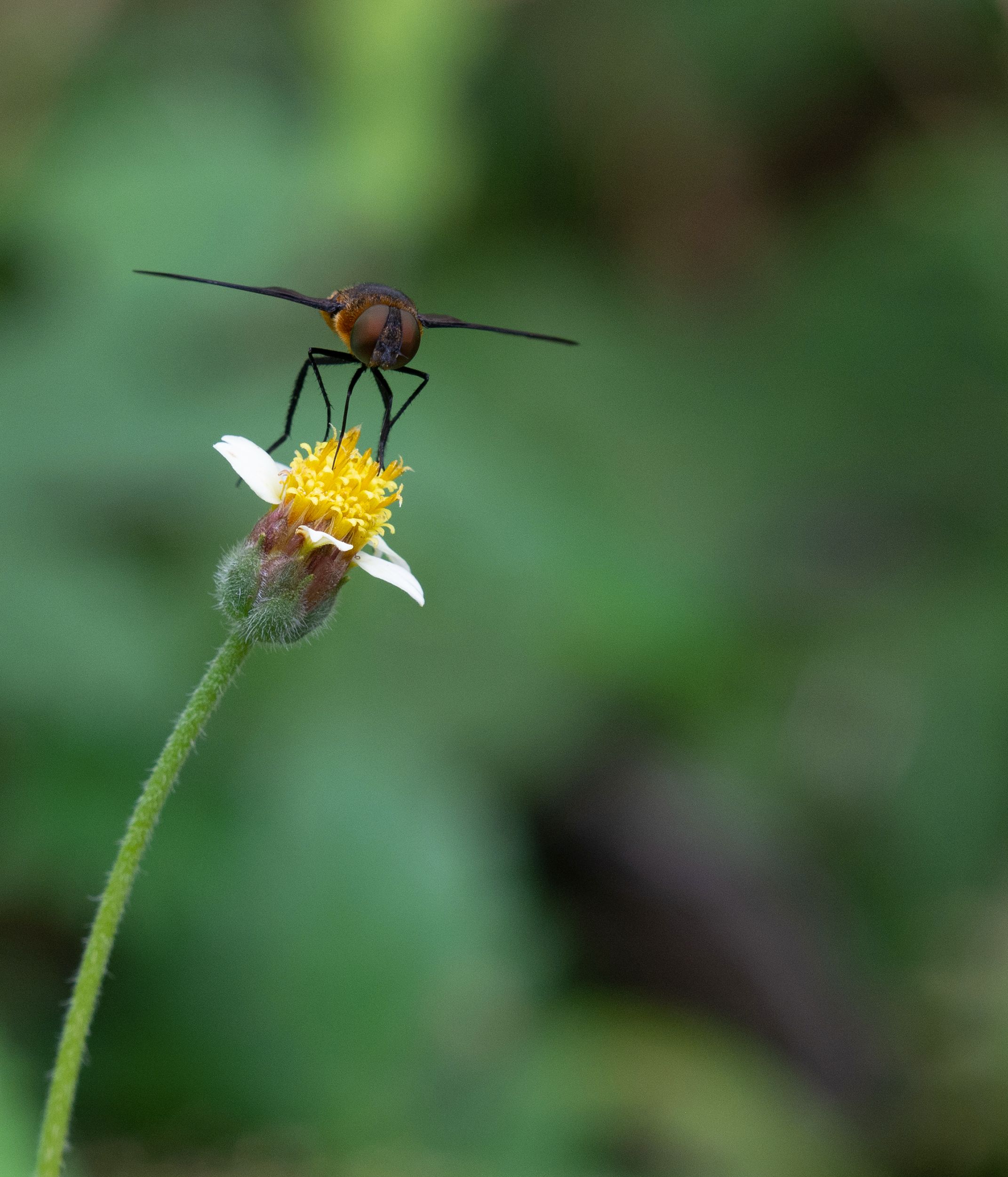 Close-up of a Fly on a Flower · Free Stock Photo