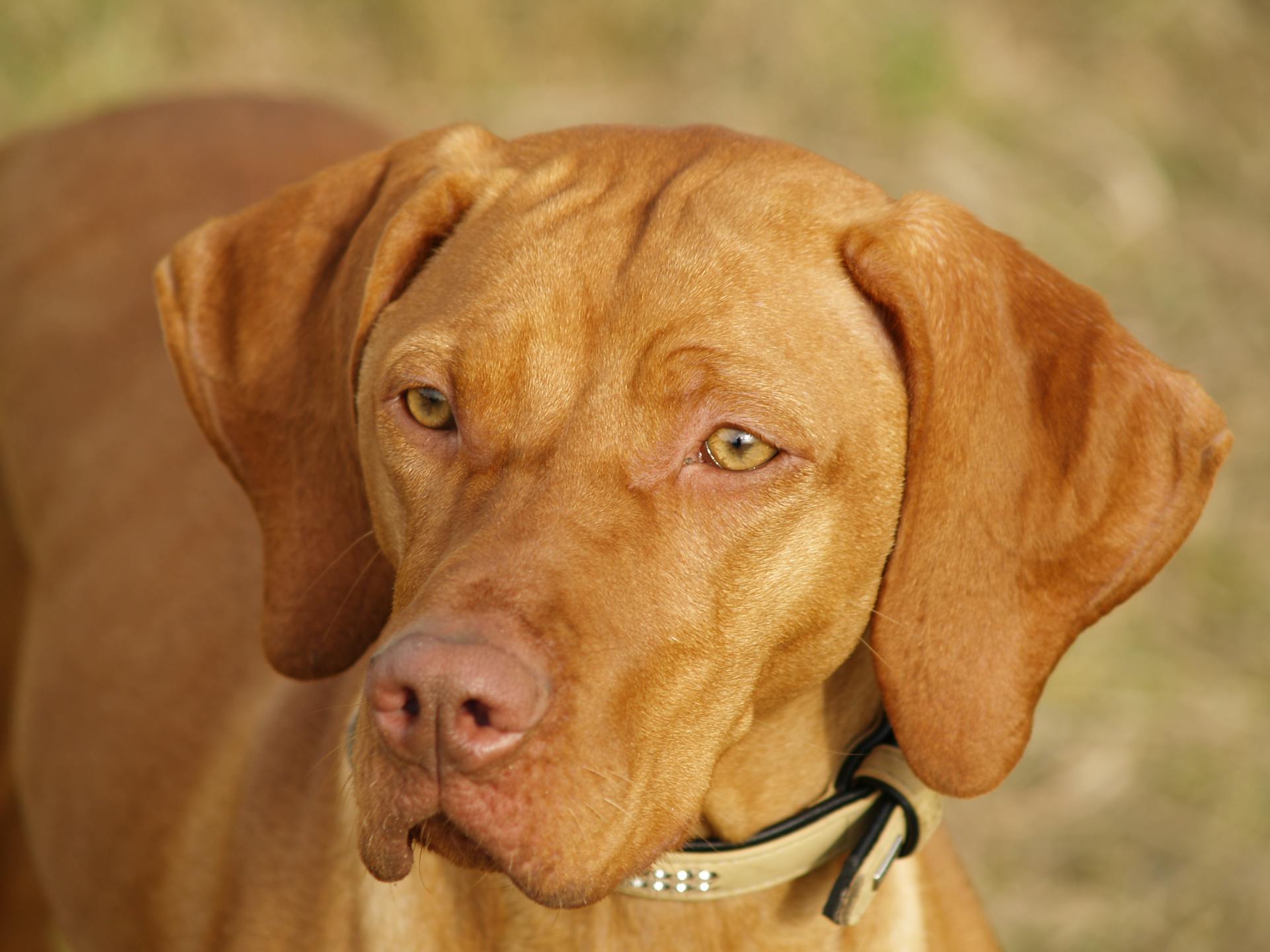 Close-up of a Brown Vizsla Dog