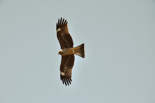 Picture of a Flying Black Kite Bird 