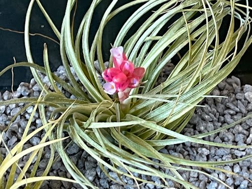 凤梨, 含花植物, 工厂 的 免费素材图片