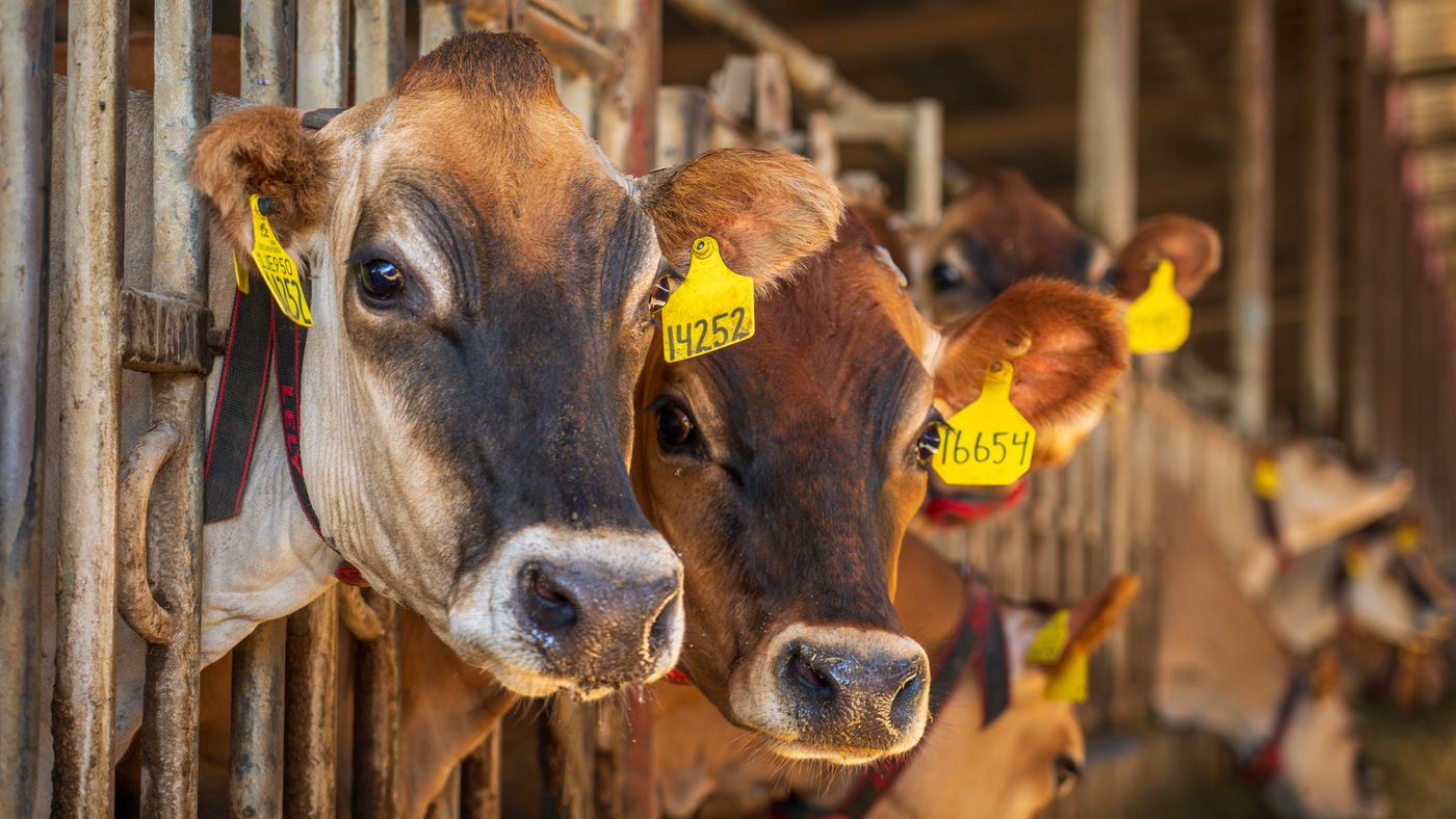 Dairy