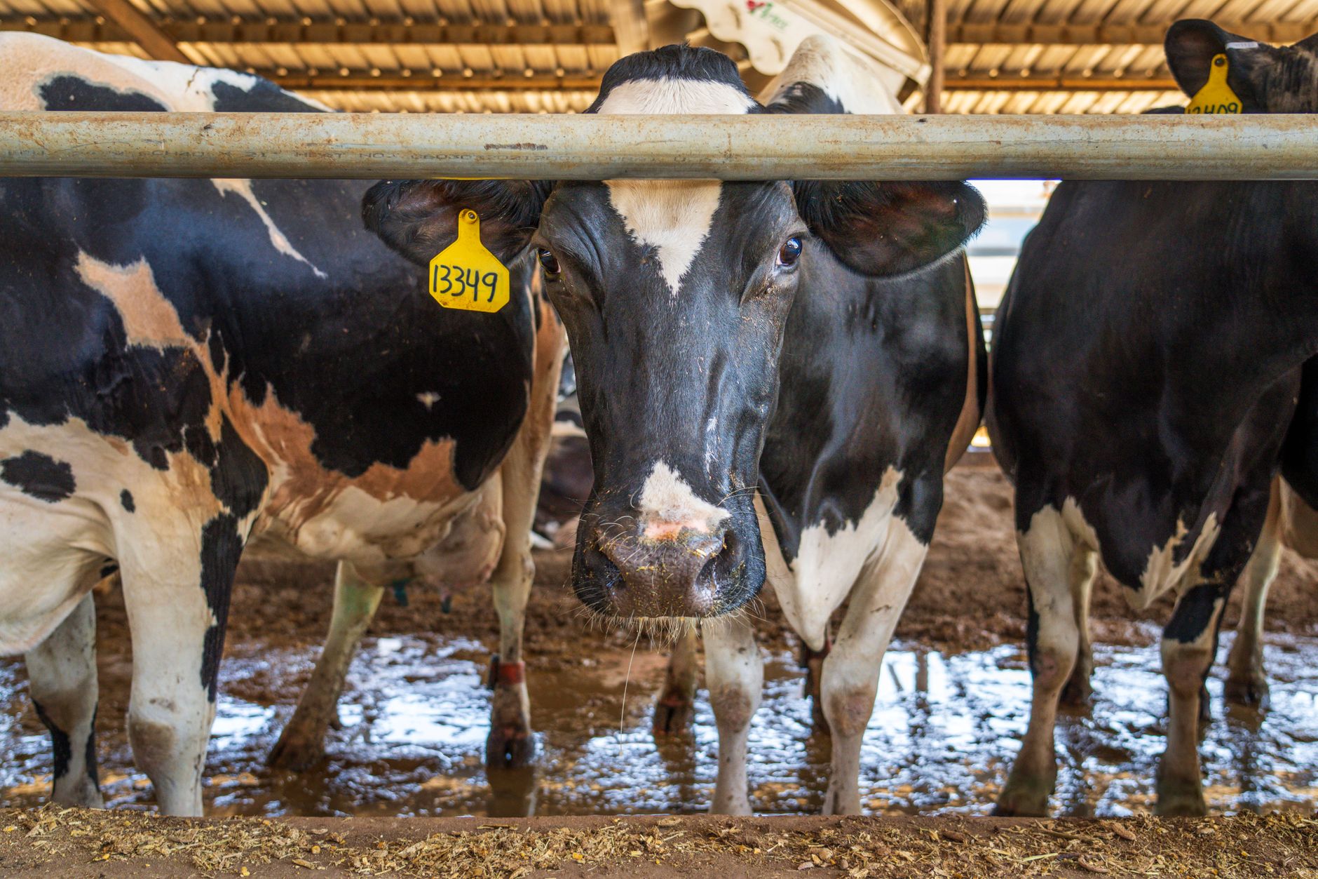 Dairy farm