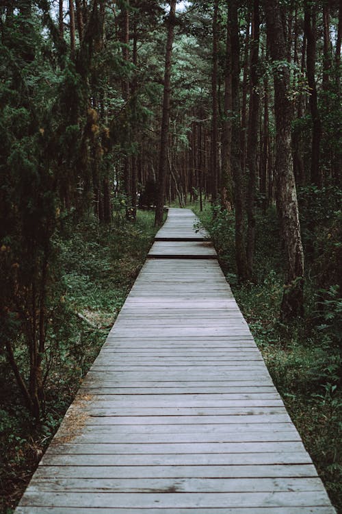 View of a Boardwalk in a Forest 