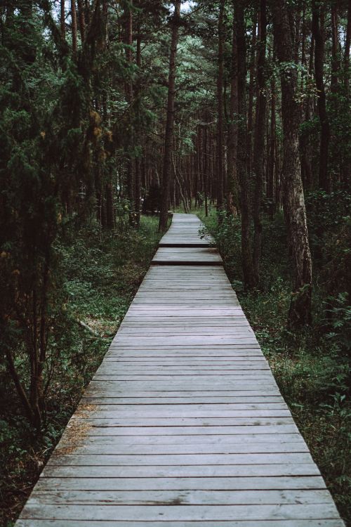 Free Peaceful wooden boardwalk through dense forest in Norwie, SC. Perfect for nature walks. Stock Photo