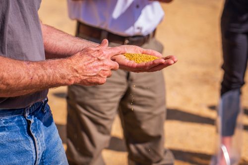 Free Senior man examines grains in his hands under bright sunlight, outdoors. Stock Photo