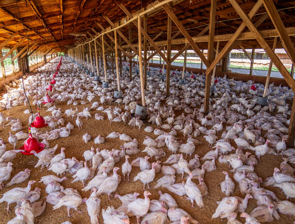 Inside a large open-sided poultry house