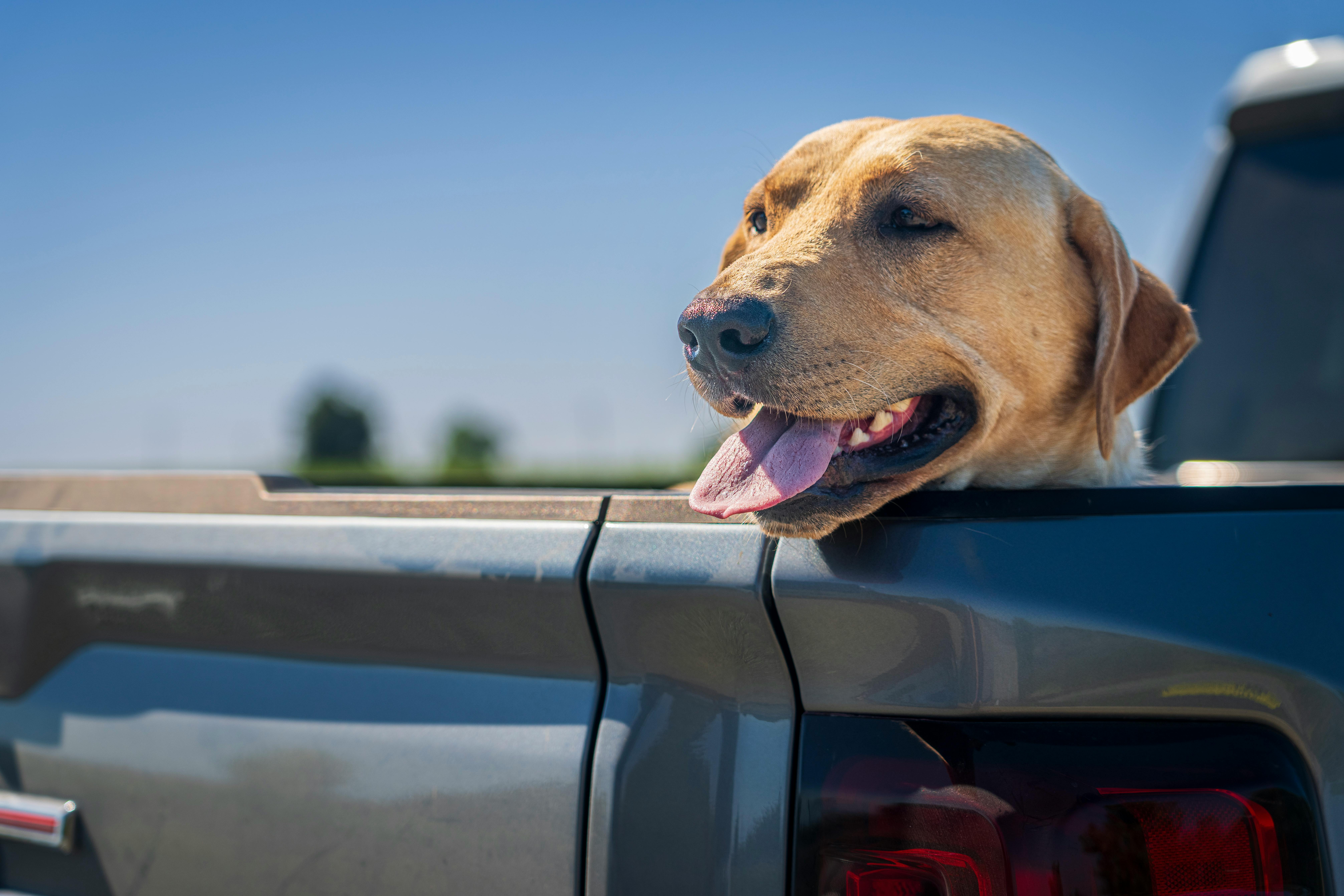 Free A cheerful Labrador Retriever dog with tongue out, enjoying a ride in the pickup truck under clear blue skies. Stock Photo