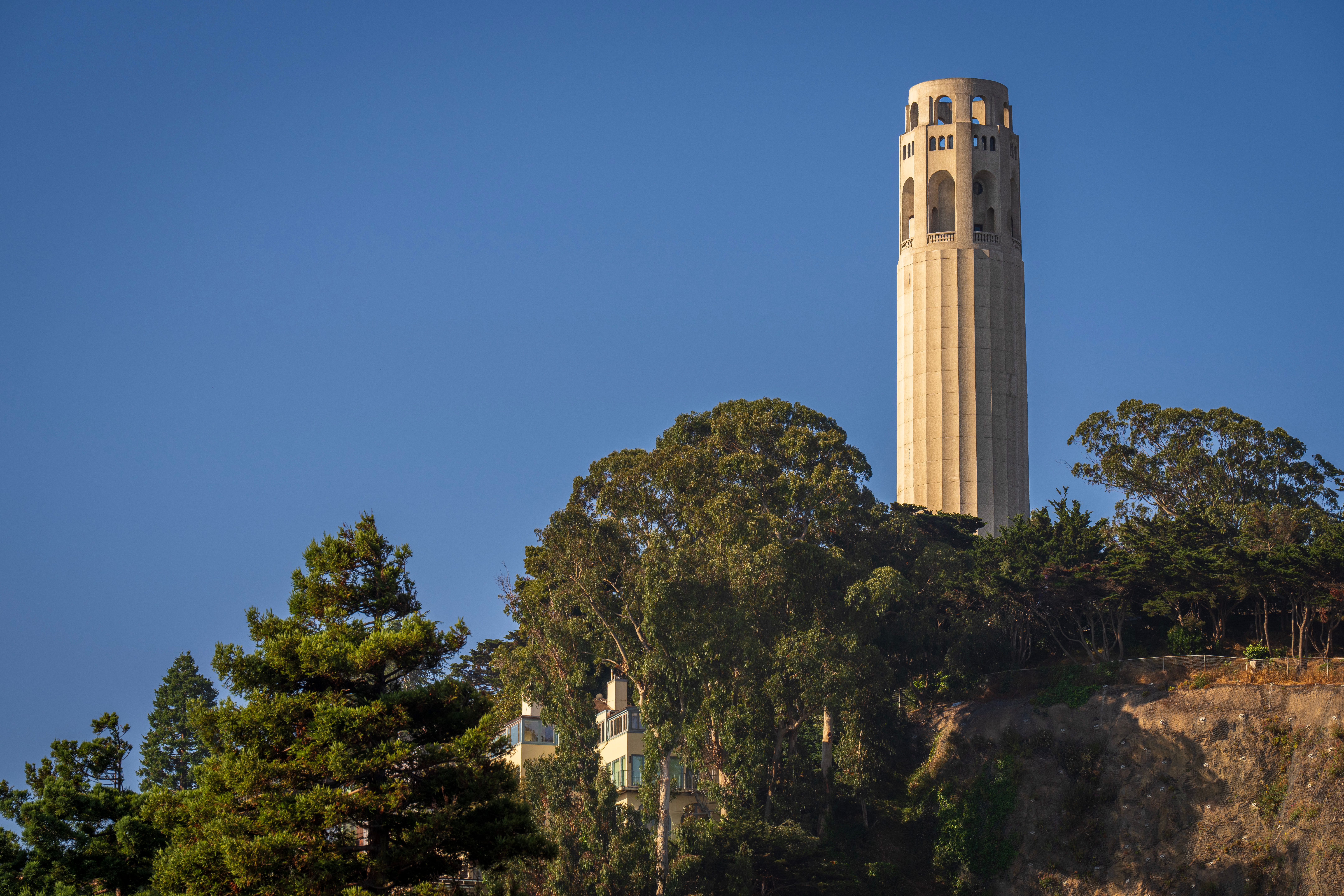 Coit Tower amidst trees San Francisco — 1933 art-deco + 210 steps + PWA murals + Filbert Steps + wild parrots