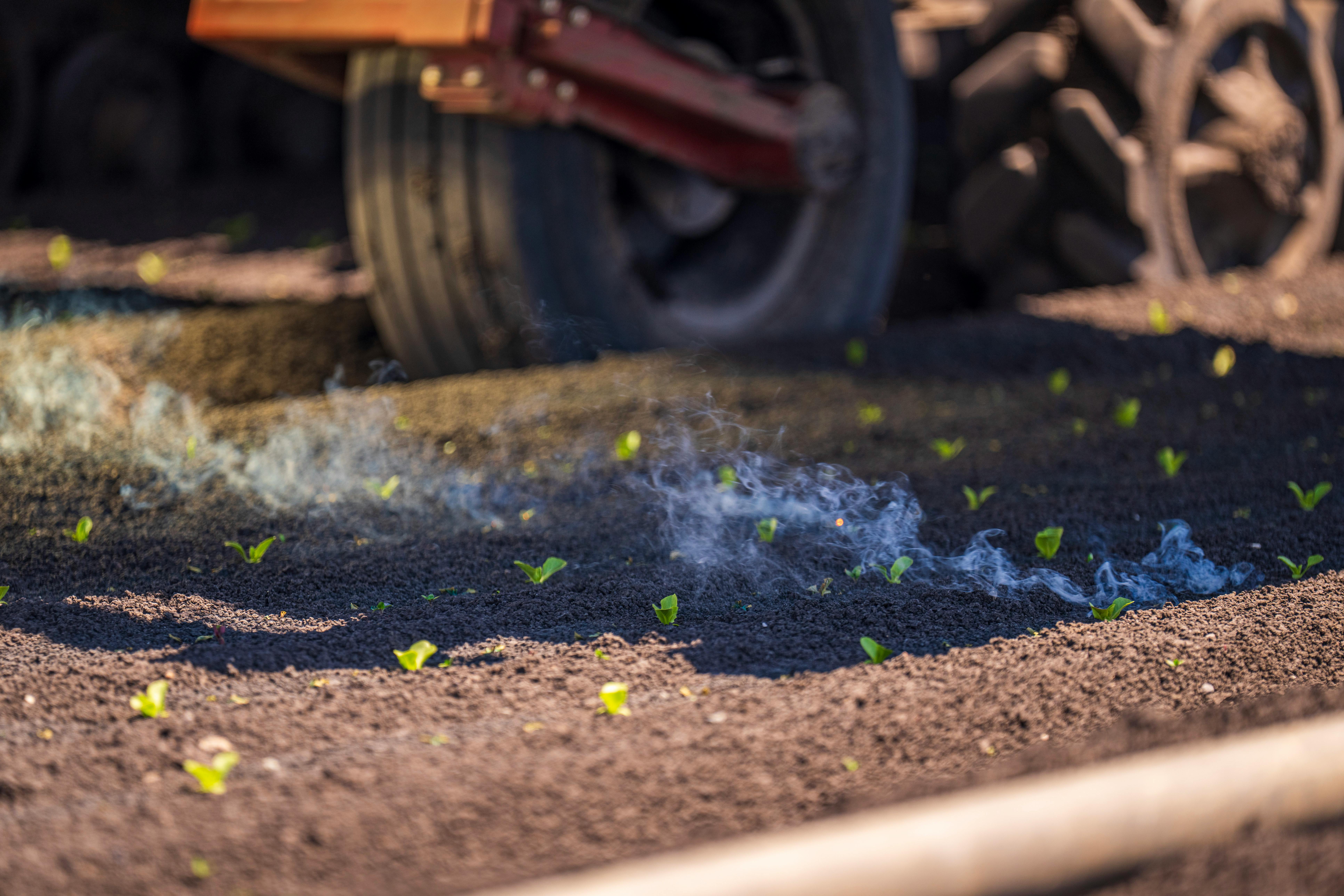 Preventing Soil Crusting in Direct-Sown Seedbeds: Techniques for Reliable Germination and Stronger Seedlings